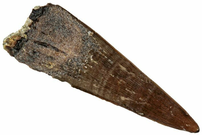 Serrated, Fossil Theropod (Richardoestesia) Tooth - Montana #306578